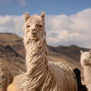 Meet your Posher, Yenifer